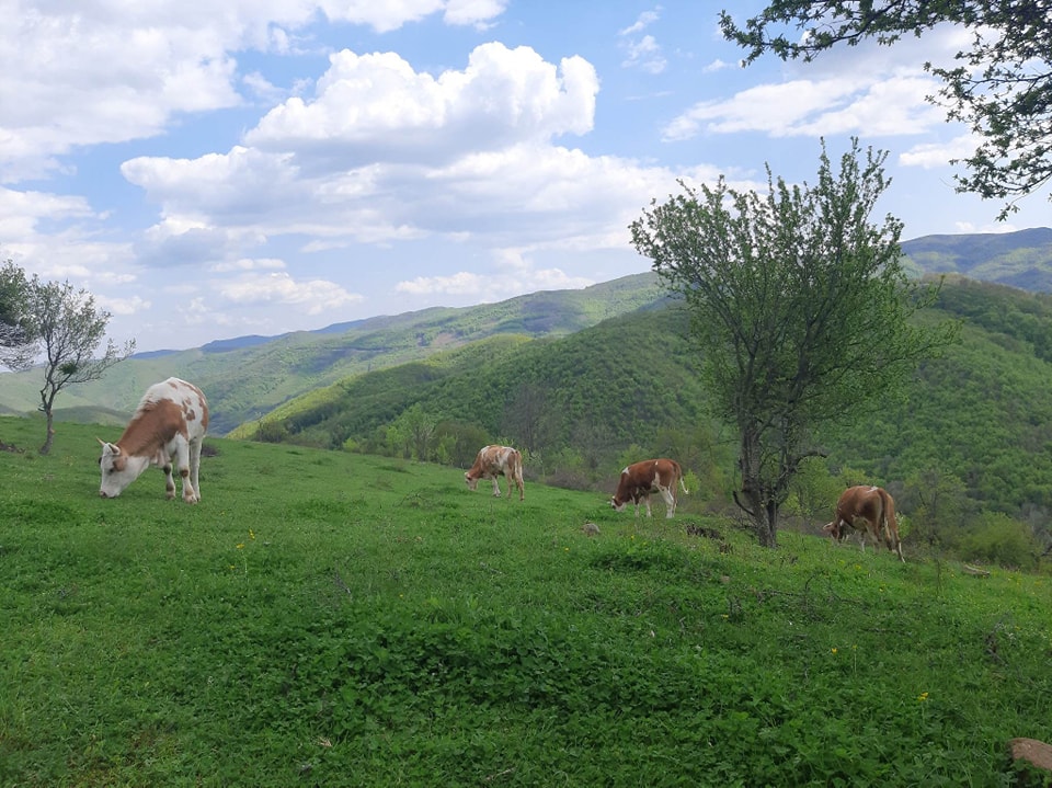 Shitet Toka në Fshatin Marec të Prishtinës